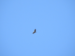 Buteogallus meridionalis