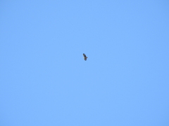 Buteogallus meridionalis