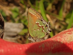Callophrys gryneus
