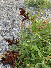 Rumex pallidus