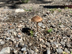 Conocybe tenera