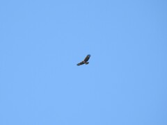 Buteogallus meridionalis