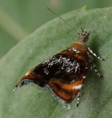 Prochoreutis inflatella