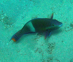 Scarus fuscopurpureus