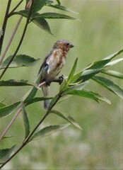 Sporophila cinnamomea