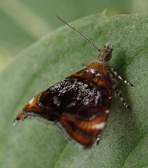 Prochoreutis inflatella