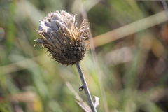 Cirsium texanum