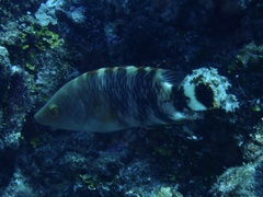 Cheilinus trilobatus