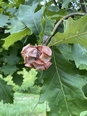 Andricus quercusstrobilanus