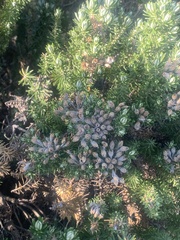 Ozothamnus turbinatus