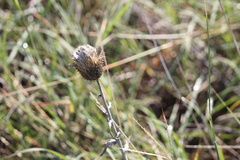 Cirsium texanum