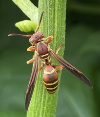 Polistes dorsalis