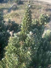 Ozothamnus turbinatus