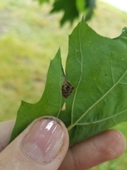 Dryocosmus quercusnotha