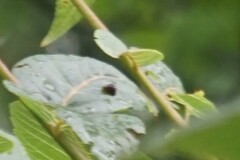 Aceria erinea