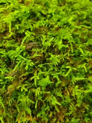 Pseudanomodon attenuatus