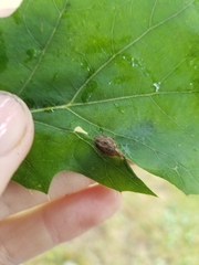 Dryocosmus quercusnotha