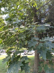 Quercus rubra