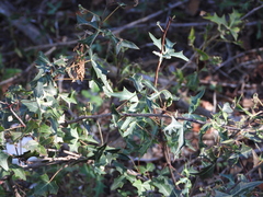 Berberis trifoliolata