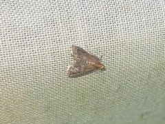 Eulogia ochrifrontella