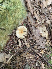 Lactifluus piperatus