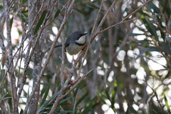 Apalis thoracica claudei