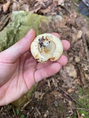 Lactifluus piperatus