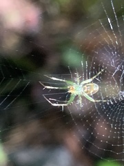 Mangora