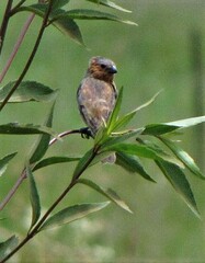Sporophila cinnamomea