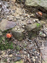 Calostoma cinnabarinum