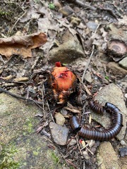Calostoma cinnabarinum