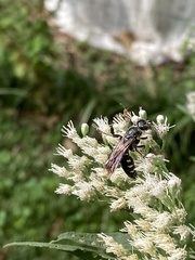 Myzinum obscurum