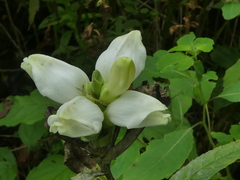 Chelone glabra