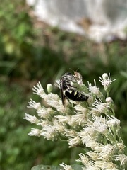 Myzinum obscurum