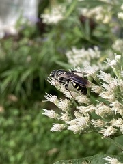 Myzinum obscurum