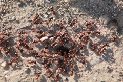 Pogonomyrmex rugosus