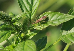 Zelus renardii