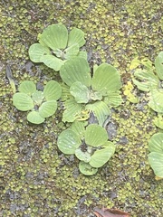 Pistia stratiotes