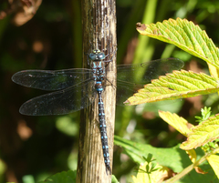 Aeshna tuberculifera