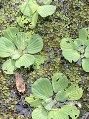 Pistia stratiotes