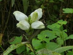 Chelone glabra