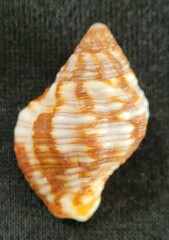 Gemophos tinctus