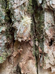 Akanthomyces tuberculatus