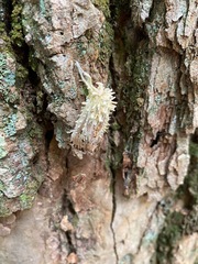 Akanthomyces tuberculatus