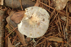 Russula crustosa