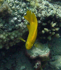 Pomacentrus sulfureus