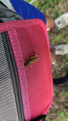 Omocestus viridulus