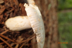 Russula crustosa