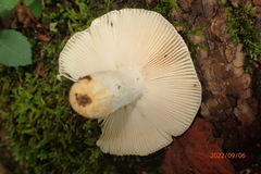 Russula crustosa
