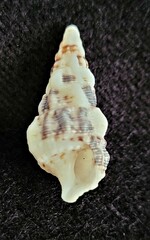 Cerithium guinaicum